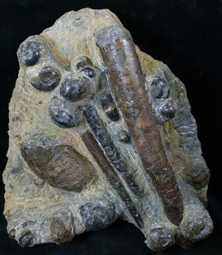 Plate of Devonian Ammonites & Cephalopods Morocco - #14313